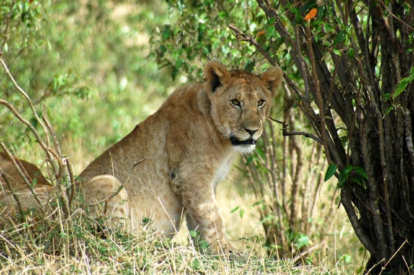 Lion cub under the bush