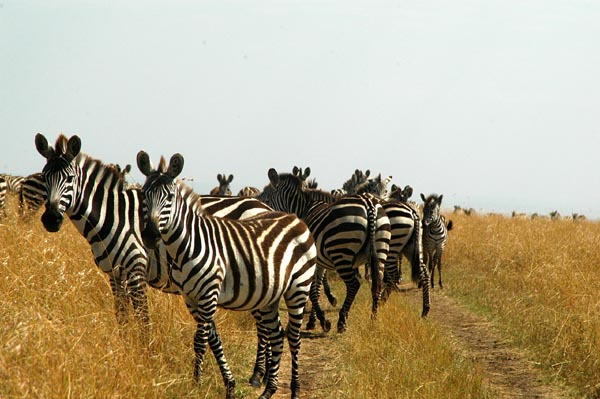 Part of a large zebra herd