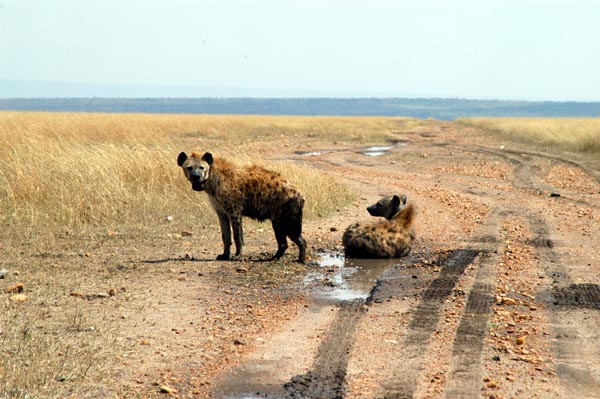 Radio-collared spotted hyena