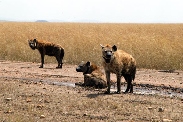 Radio-collared spotted hyena