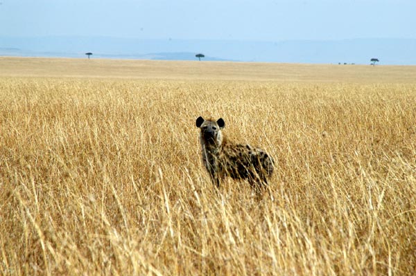 Spotted hyena on the Posee Plains