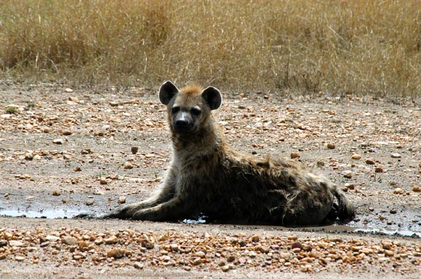 Non-radio collared hyena nearby