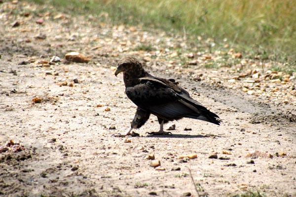 Immature Bateleur Eagle