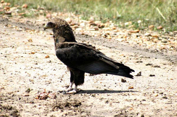 Immature Bateleur Eagle