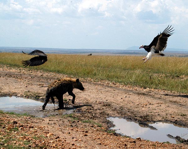 White-headed vulture chases off the immature Bateleur Eagle and Spotted Hyena