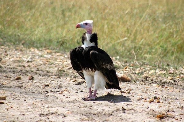 White-headed Vulture