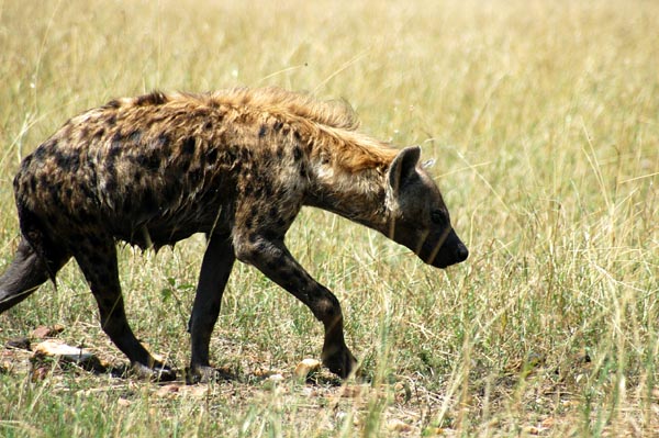 Spotted Hyena looking for a quieter place