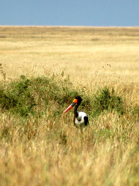 Saddlebill Stork, near Governor's Camp