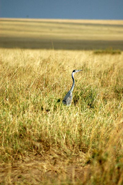 Black-headed Heron (Ardea melanocephala)