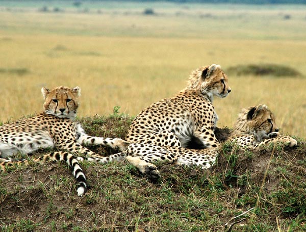 Three cheetah cubs near Governor's Camp