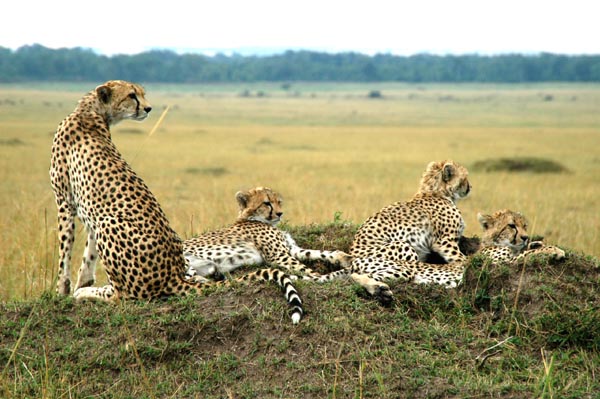 Mother cheetah and her cubs
