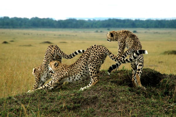 Cheetah cubs stretch