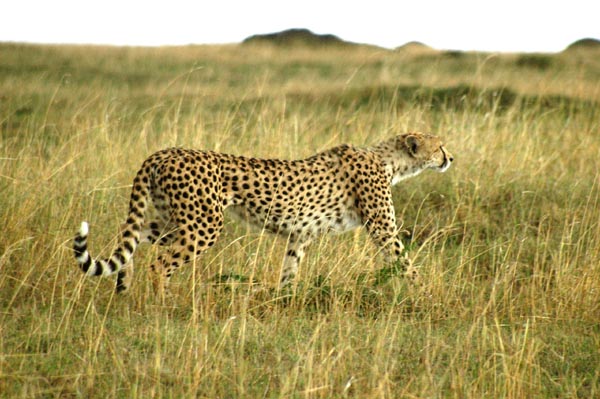 Cheetah