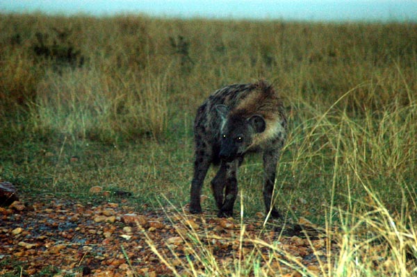 Wet hyena