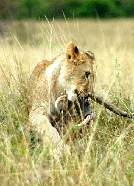 Lion cub playing with leftover warthog jaw