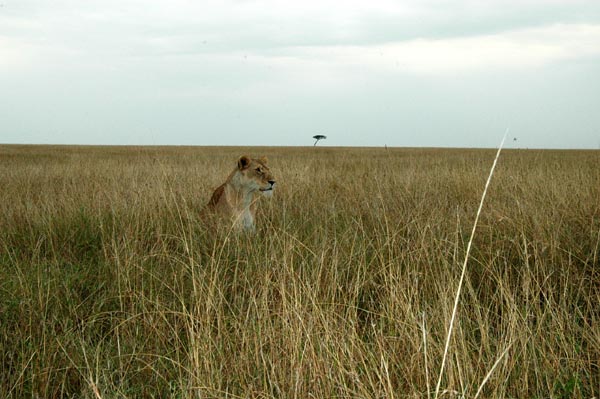 Lion in the grass of the Maasai Mara