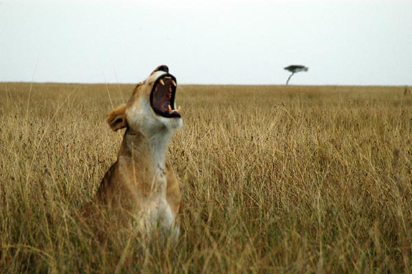 Big Yawn!