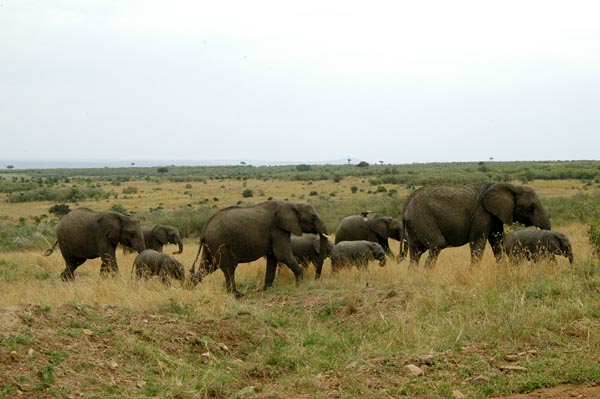 Elephant herd near the main gate