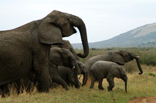Elephant herd, Maasai Mara
