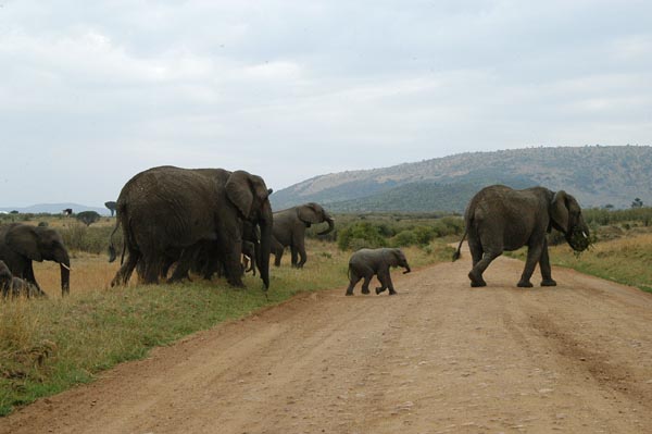Elephants crossing the road near the main gate