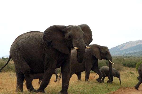 Elephants, Maasai Mara