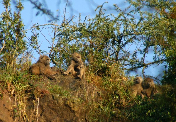The cliffs around Makalia Falls are covered with baboons