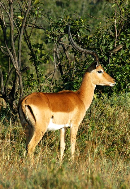 Impala, Lake Nakuru NP