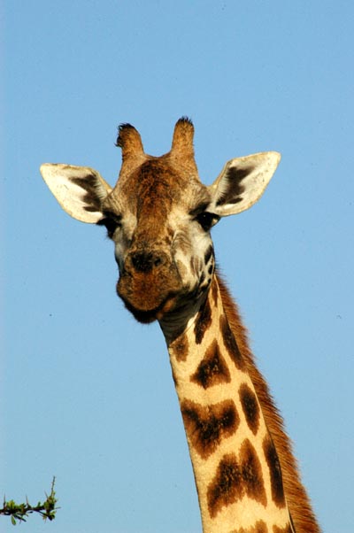 Giraffe close up