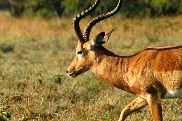 Impala, Lake Nakuru National Park