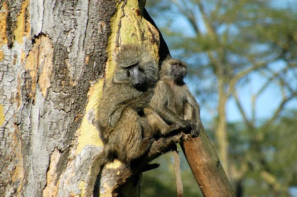 Adult baboon grooming a youngster