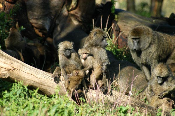 All ages of baboons