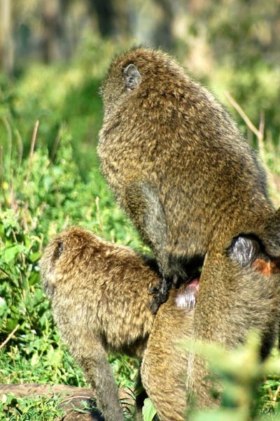 Baboons do it doggie style