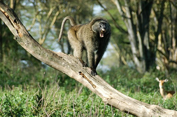 Baboons have fierce teeth