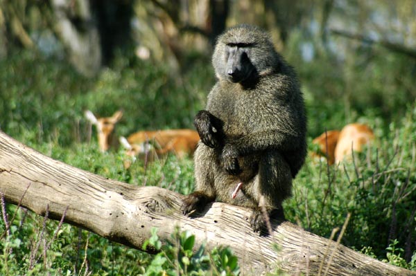 Male olive baboon with impalas in the background