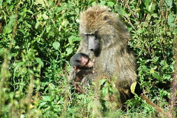 Mother baboon nursing infant
