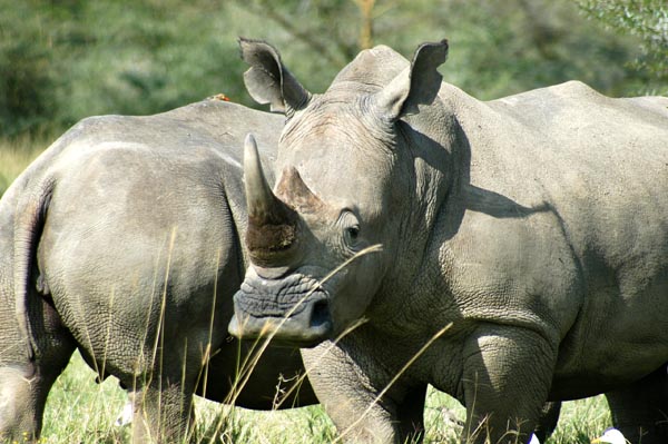 White (square lipped) Rhinos