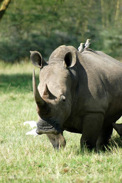 Rhino with an impressive horn