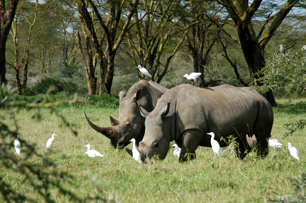 Rhinos are common and easy to see at Lake Nakuru