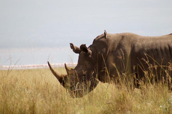 A lone White Rhino, Lake Nakuru
