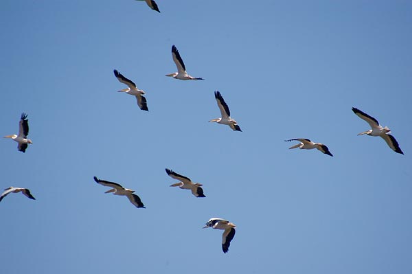 Pelicans over Lake Nakuru