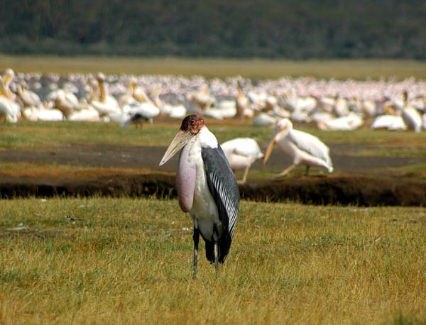 Maribou Stork in a field of pelicans