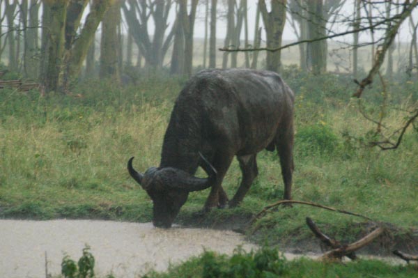 African buffalo drinks in the pouring rain