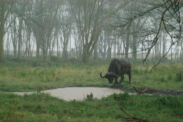 African buffalo in the pouring rain