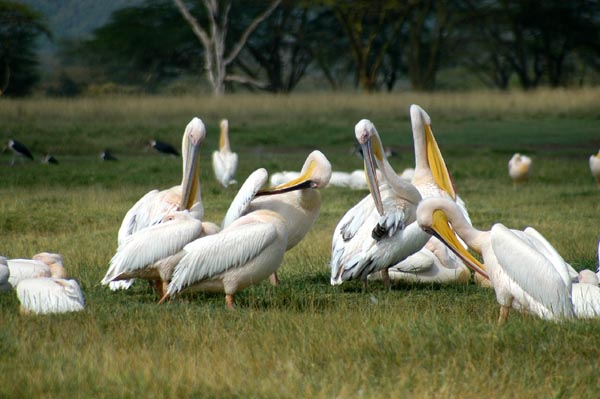 Great White Pelicans, Lake Nakuru