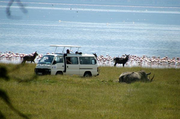 A minibus approaches a rhino on the shore of Lake Nakuru