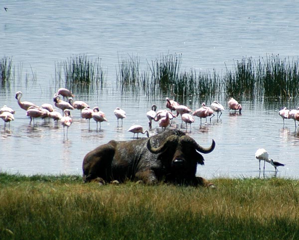 Buffalo, Lake Nakuru