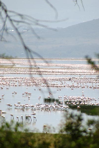 Thousands of flamingos turn parts of the lake pink