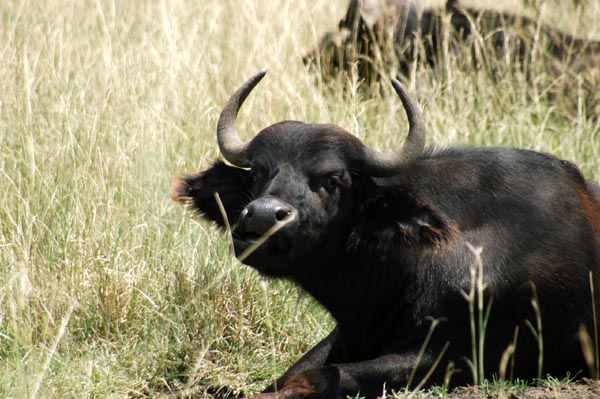 Young buffalo