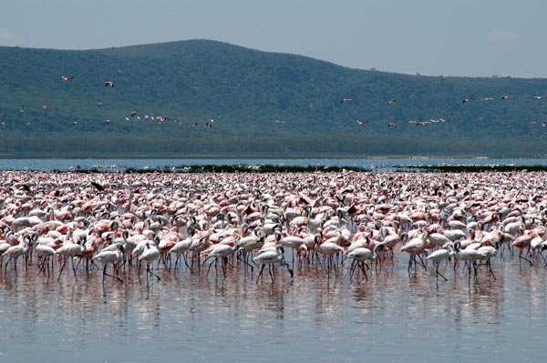 Flamingos, Lake Nakuru