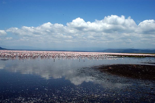 Clouds reflecting in Lake Nakuru with flamingos